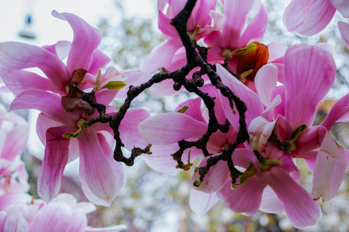 Magnolia. Anastasiia Buchinskaia Fotografa Milano