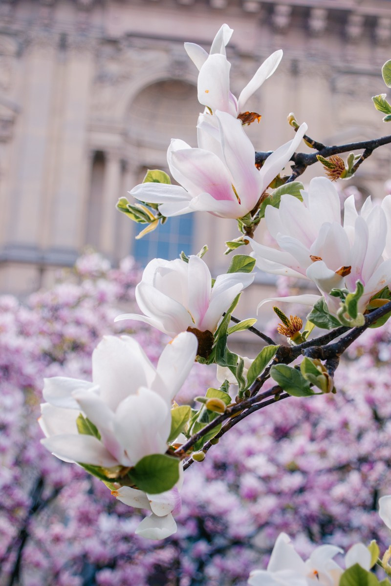Magnolia. Anastasiia Buchinskaia Fotografa Milano