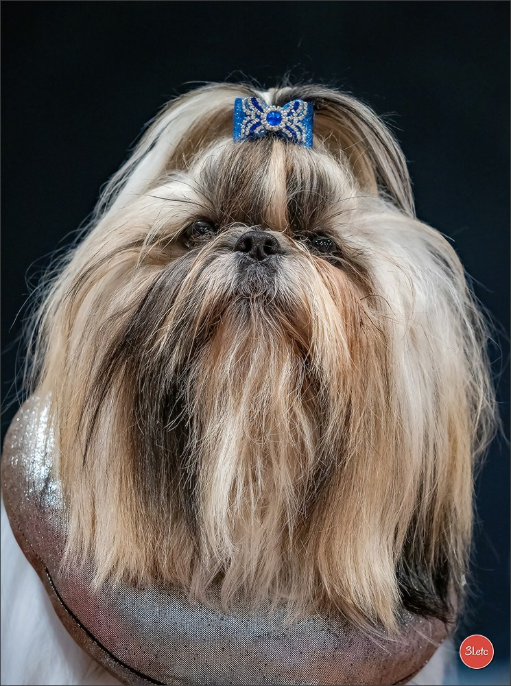 🇫🇷  Angers  🇫🇷  Expo canine  21-22/03/2026. Photographe à Strasbourg | Portraits, Studio, Enfants, Événements