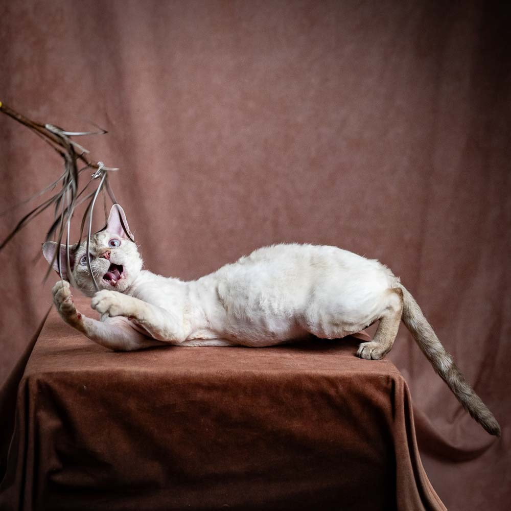 Flynn. Devon Rex Pixie Cattery