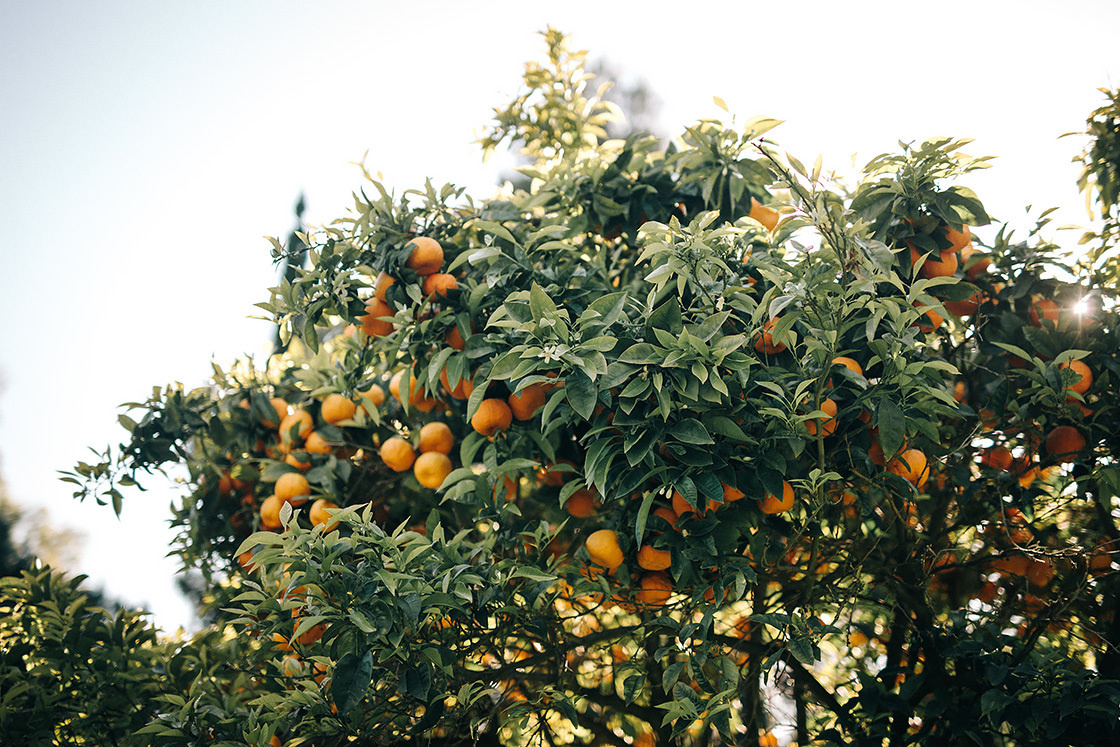 Свадебная фотосессия на берегу южного моря. Свадебный фотограф в Риге Юрий Кор