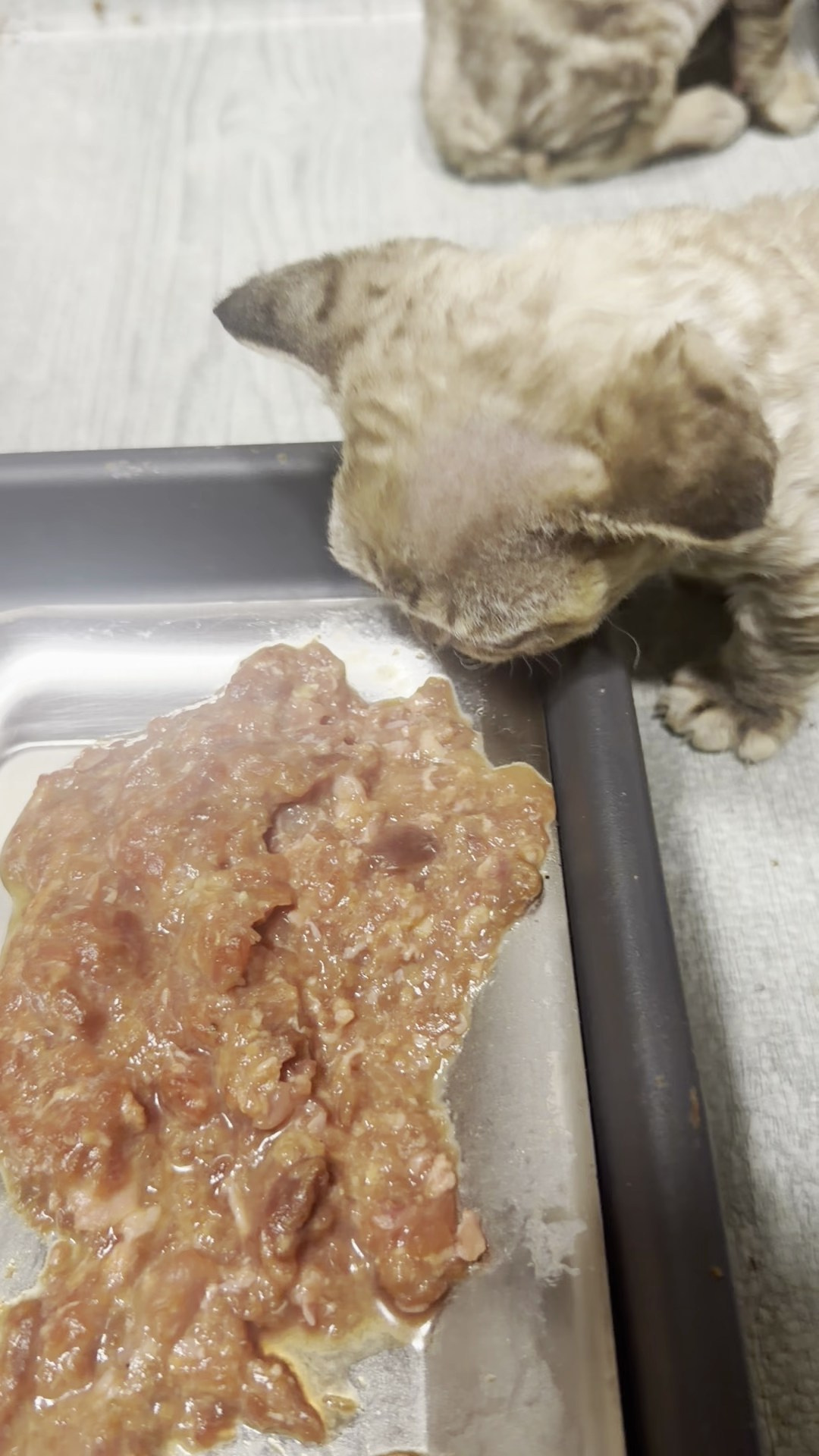 Remy, boy, born 05.08.26. Devon Rex Pixie Cattery