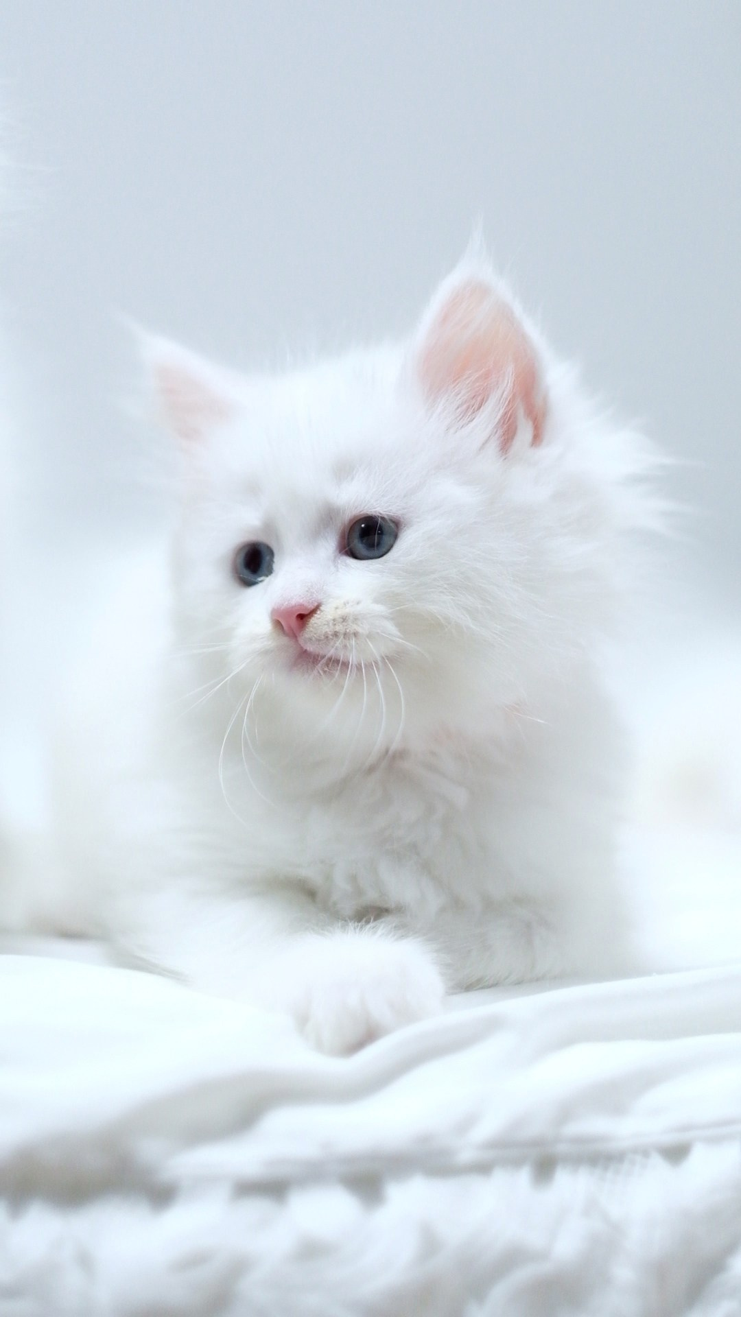N-Andromeda. SIBERIALIS: Katzenzucht von Sibirischen und Neva Masquarade Katzen