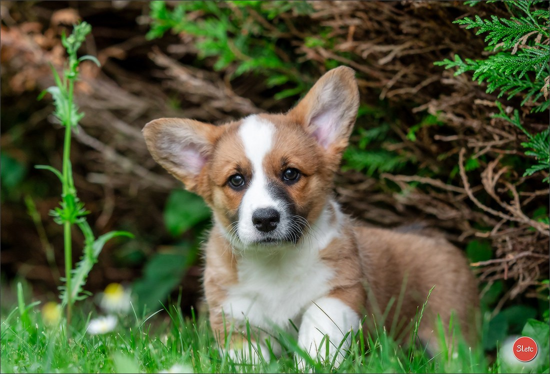 Puppies 03/06/2025. Photographe à Strasbourg | Portraits, Studio, Enfants, Événements