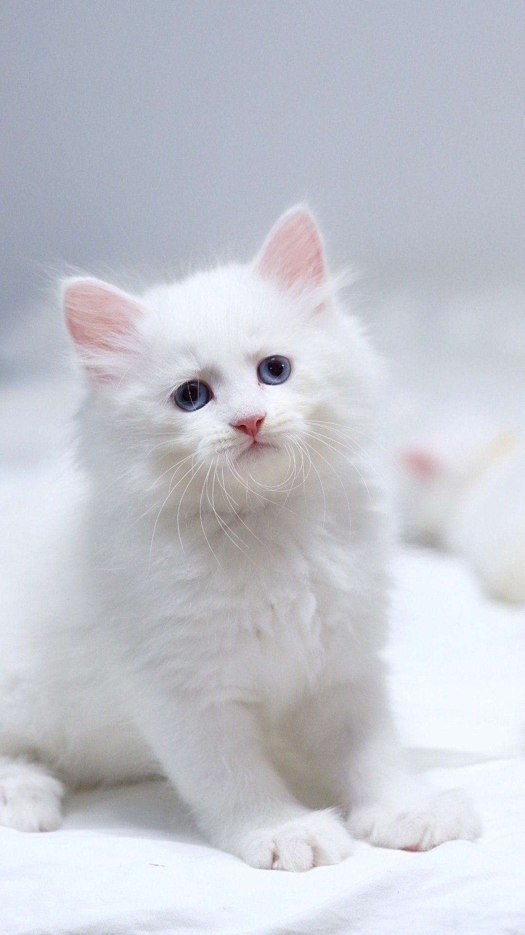 N-Alcor. SIBERIALIS: Katzenzucht von Sibirischen und Neva Masquarade Katzen