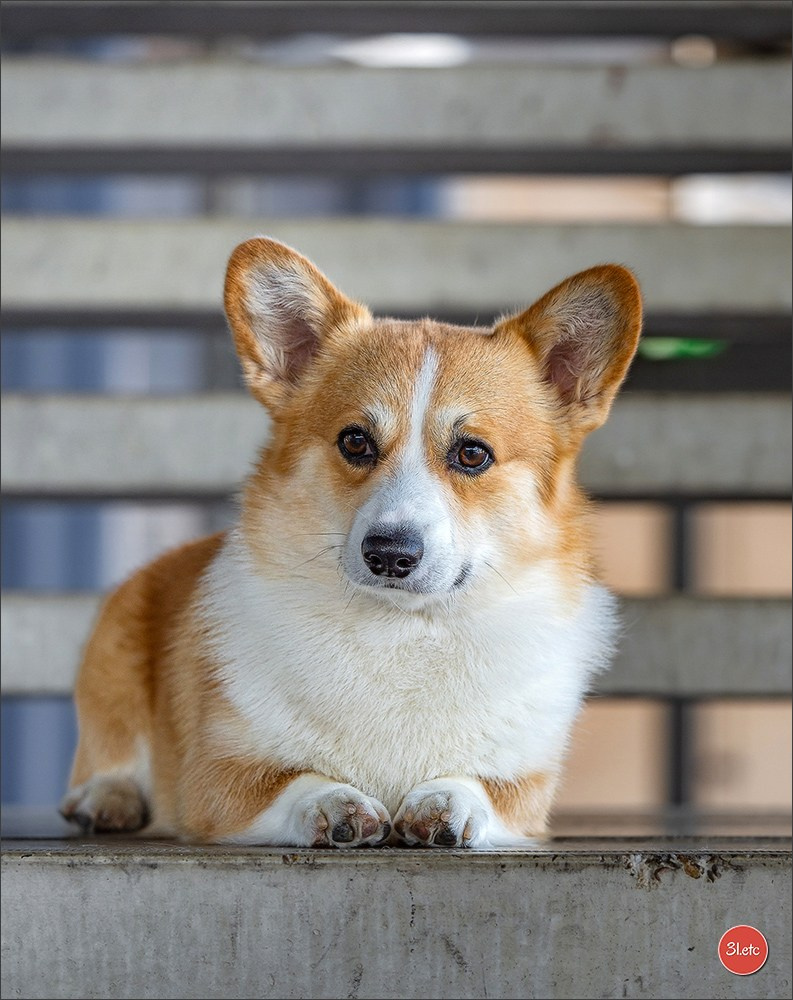 🇳🇱 IDS Maastricht 27/28 Sept 2025 🇳🇱. Photographe à Strasbourg | Portraits, Studio, Enfants, Événements