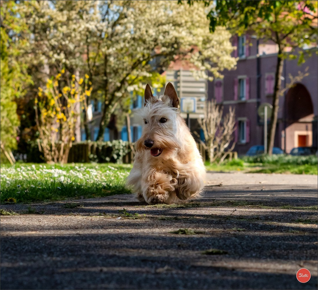 Expo canine   🇫🇷   Mulhouse 5-6/04/2025. Photographe à Strasbourg | Portraits, Studio, Enfants, Événements