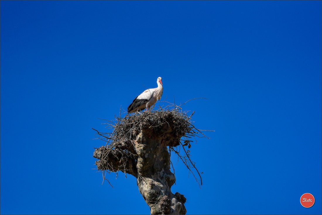 TEST ::: Sony Alpha 7 V (ILCE-7M5) 70-200mm f/2.8 GM II OSS. Photographe à Strasbourg | Portraits, Studio, Enfants, Événements