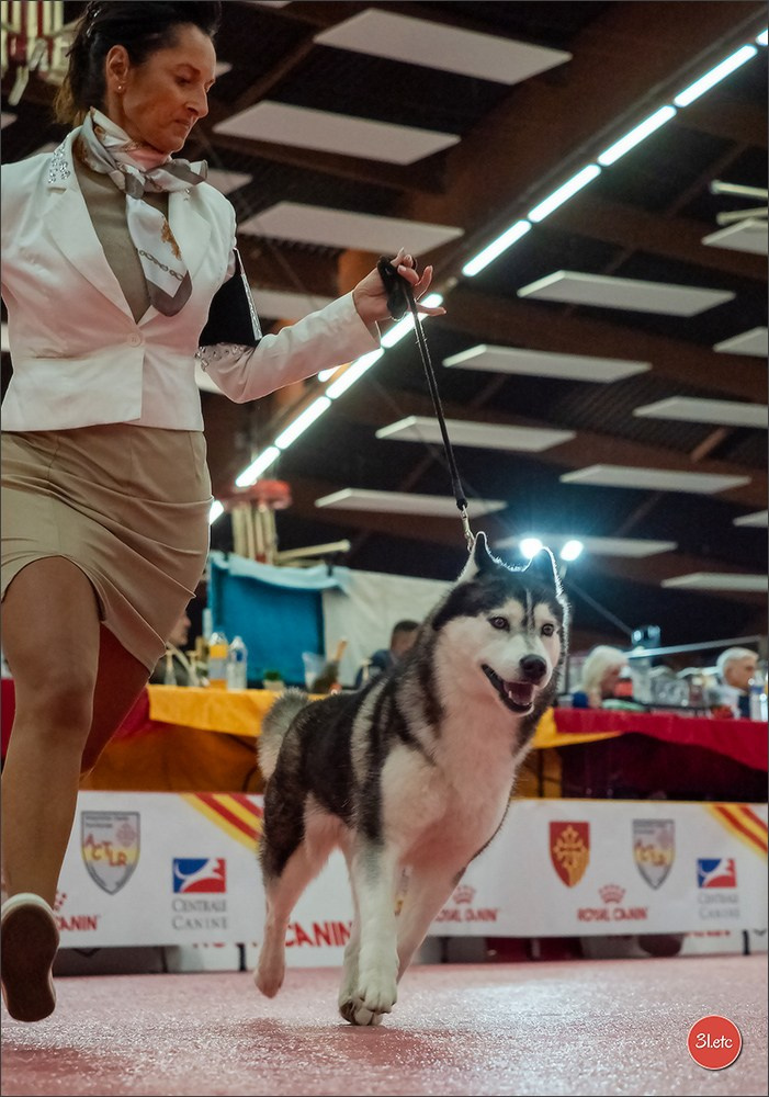 🇫🇷Exposition Canine Internationale de Perpignan. Photographe à Strasbourg | Portraits, Studio, Enfants, Événements