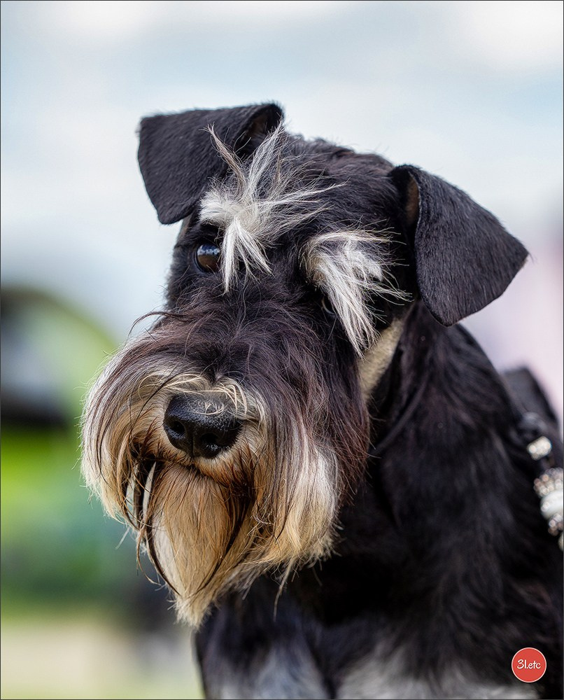 Dog Show Rieden 🇩🇪 16-18/05/2025. Photographe à Strasbourg | Portraits, Studio, Enfants, Événements