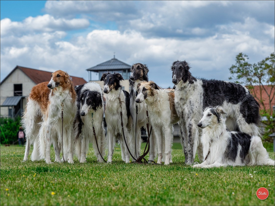 Dog Show Rieden 🇩🇪 16-18/05/2025. Photographe à Strasbourg | Portraits, Studio, Enfants, Événements