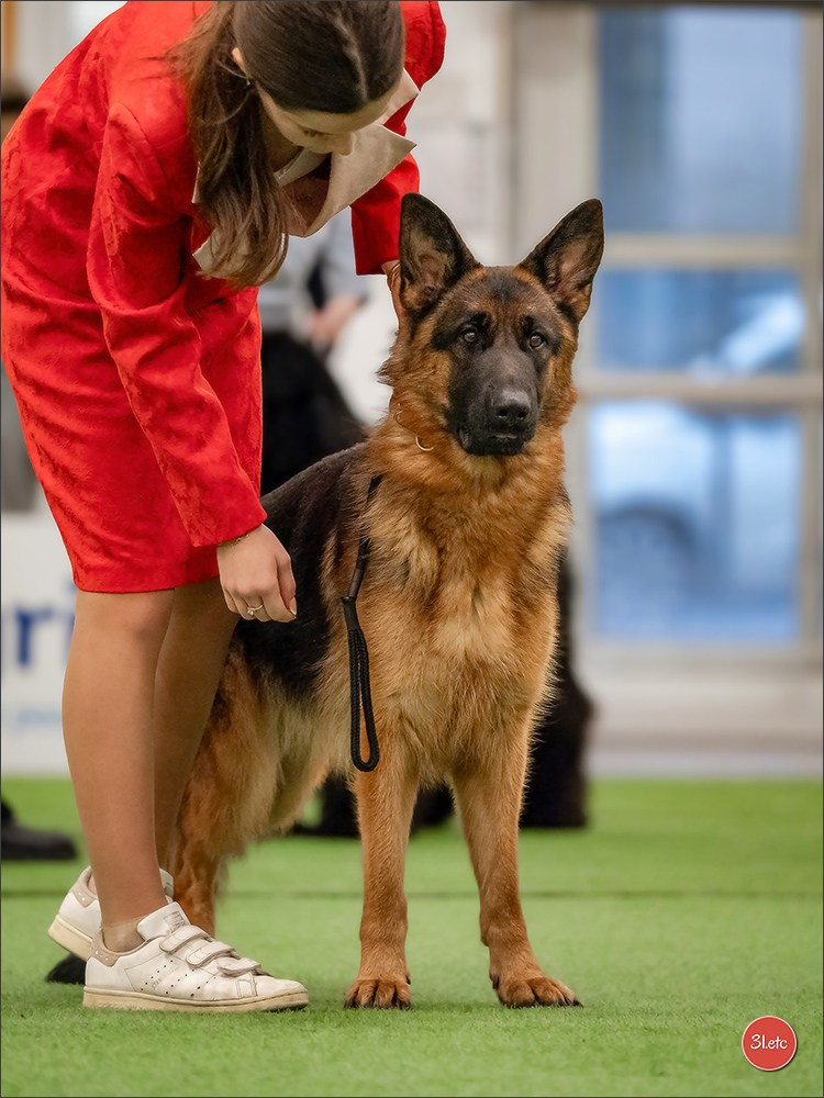 🇫🇷  Perpignan Dog Show  🇫🇷  Expo canine  17-18/01/2026. Photographe à Strasbourg | Portraits, Studio, Enfants, Événements