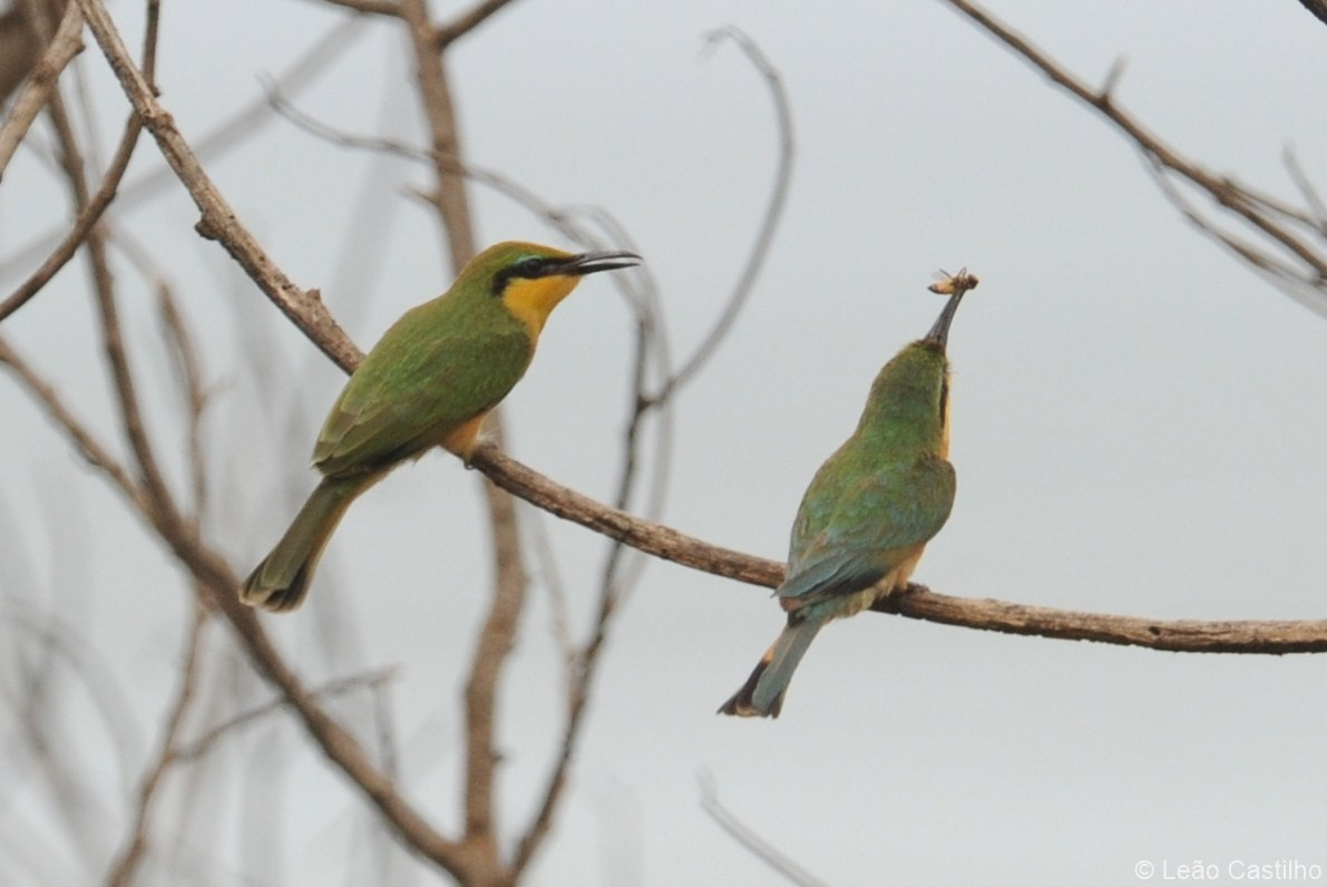Photos of animals. Simbahalu