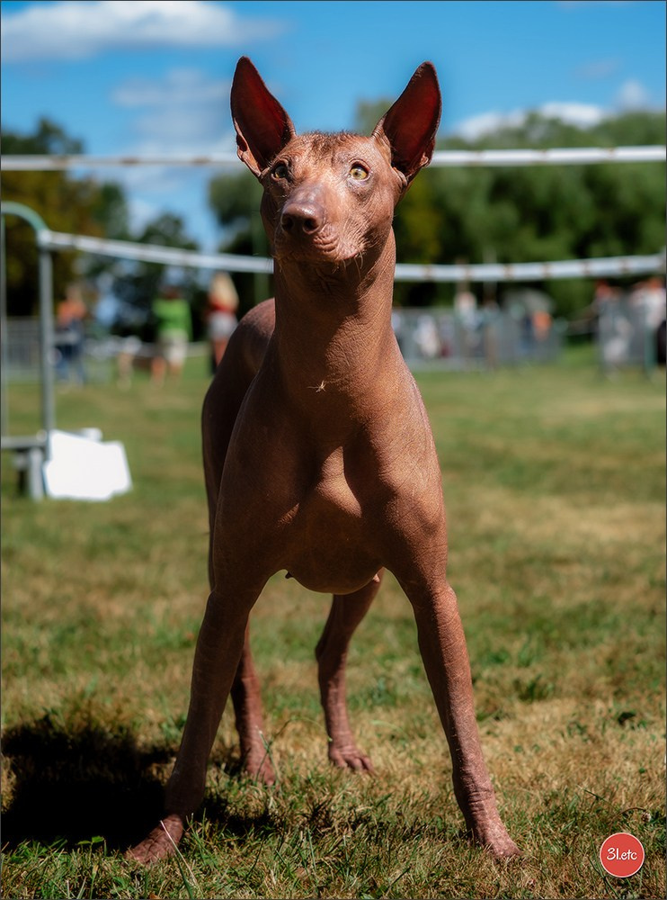 🇫🇷 Romorantin - Exposition Canine Nationale. Photographe à Strasbourg | Portraits, Studio, Enfants, Événements