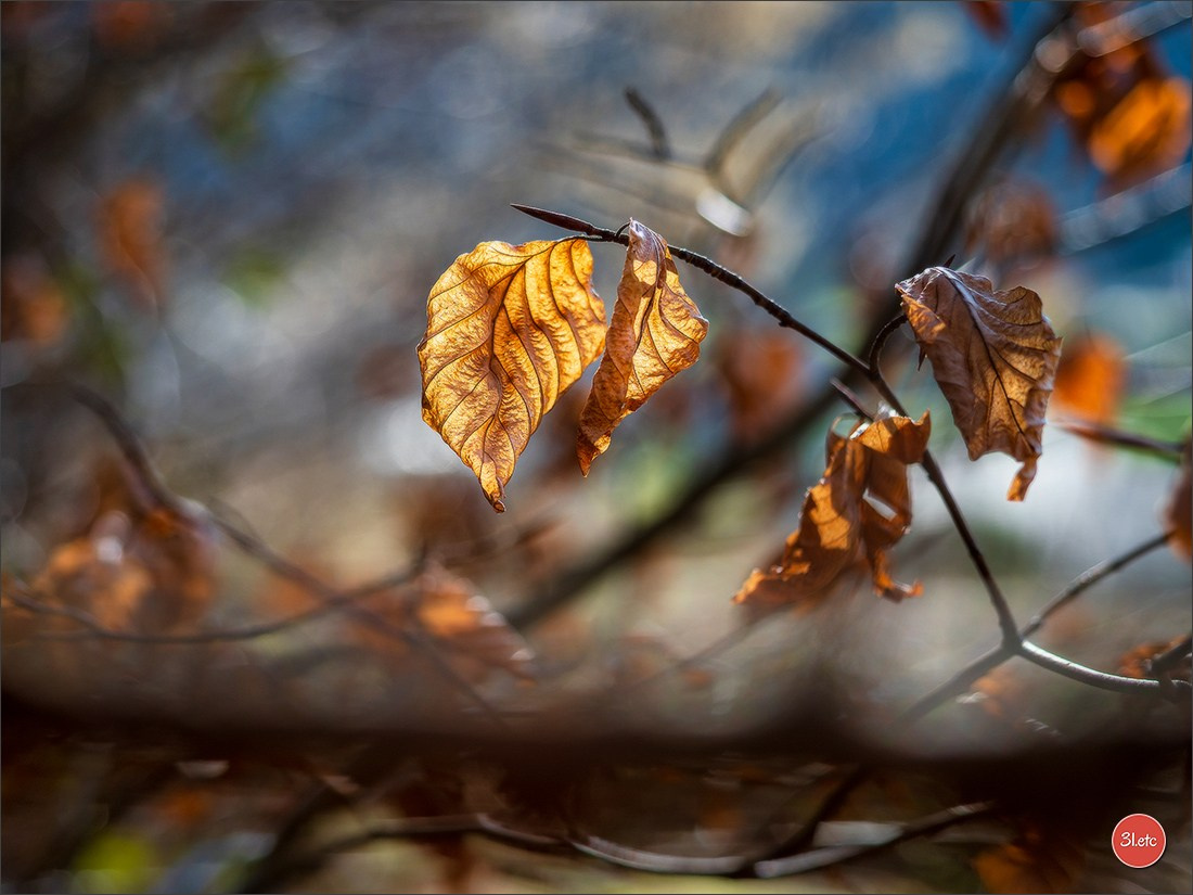 Une forêt, un rocher et un cimetière gallo-romain. Photographe à Strasbourg | Portraits, Studio, Enfants, Événements