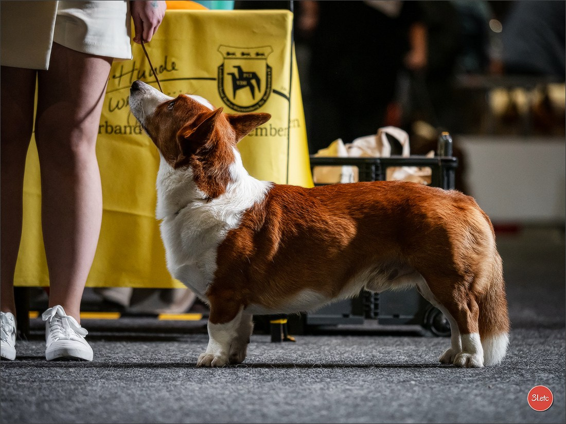 🇩🇪 Offenburg  International Dogshow 09-10.03.24 🇩🇪. Photographe à Strasbourg | Portraits, Studio, Enfants, Événements