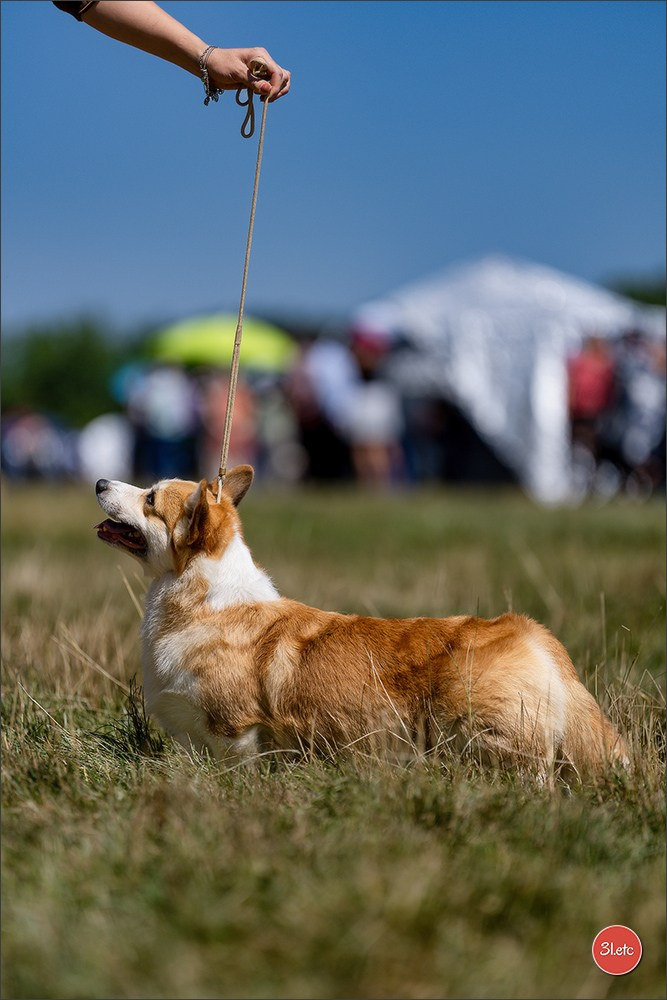 Dog Show - Hallbergmoos 🇩🇪 11-12/07/2026