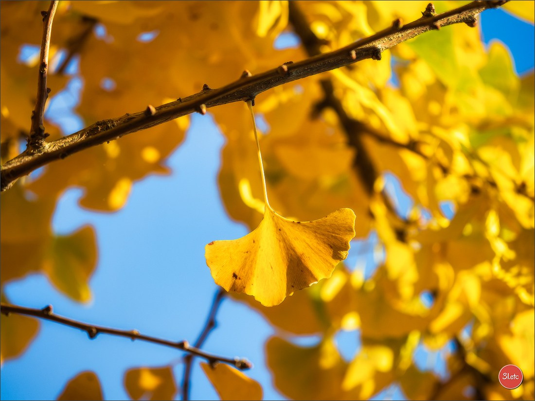 L'automne en ville. Photographe à Strasbourg | Portraits, Studio, Enfants, Événements