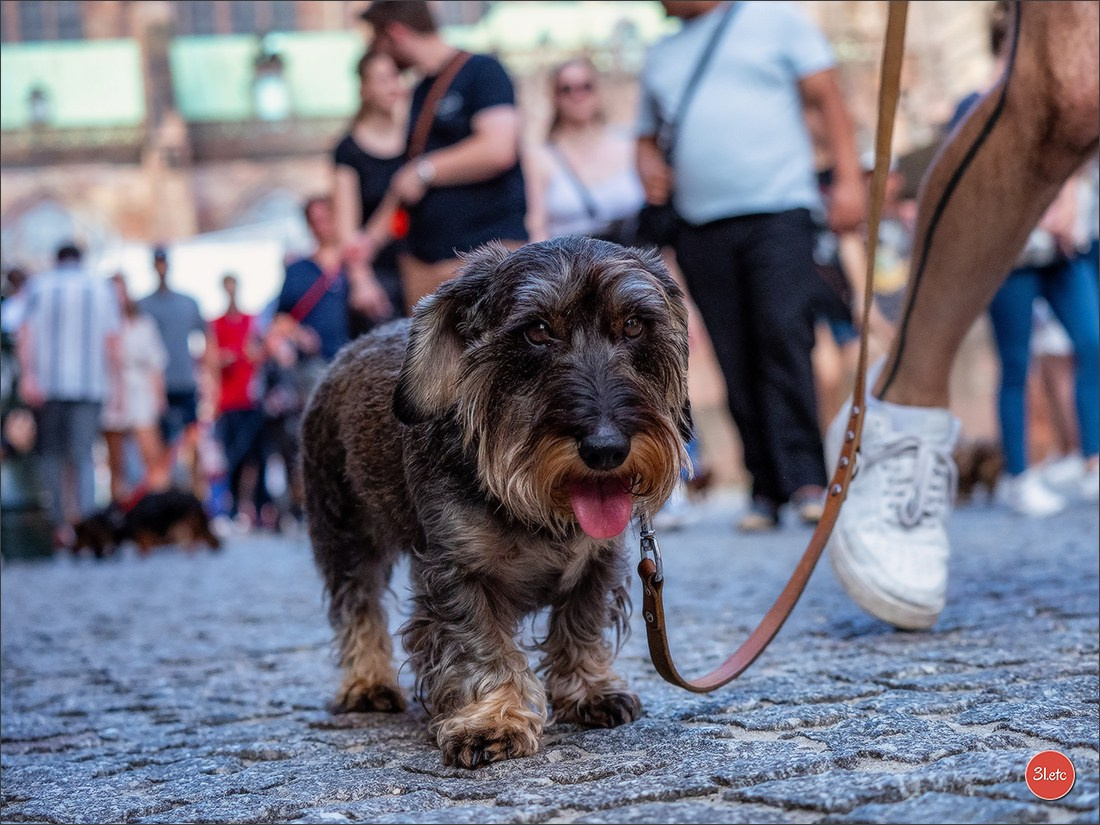 Teckels Parade Strasbourgeoise  Vous pouvez voir le galerie de photos. Photographe à Strasbourg | Portraits, Studio, Enfants, Événements