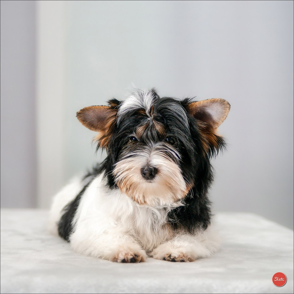 Yorkshire terrier biewer. Photographe à Strasbourg | Portraits, Studio, Enfants, Événements