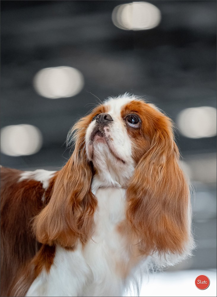 Photographie animalière. Photographe à Strasbourg | Portraits, Studio, Enfants, Événements