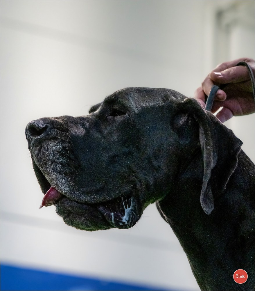 Dog Show  🇮🇹  San Marino. Photographe à Strasbourg | Portraits, Studio, Enfants, Événements