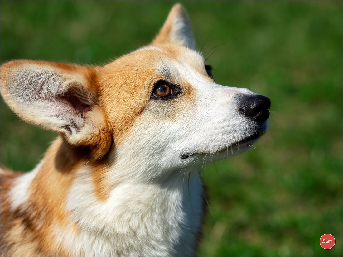 Photographie animalière. Photographe à Strasbourg | Portraits, Studio, Enfants, Événements
