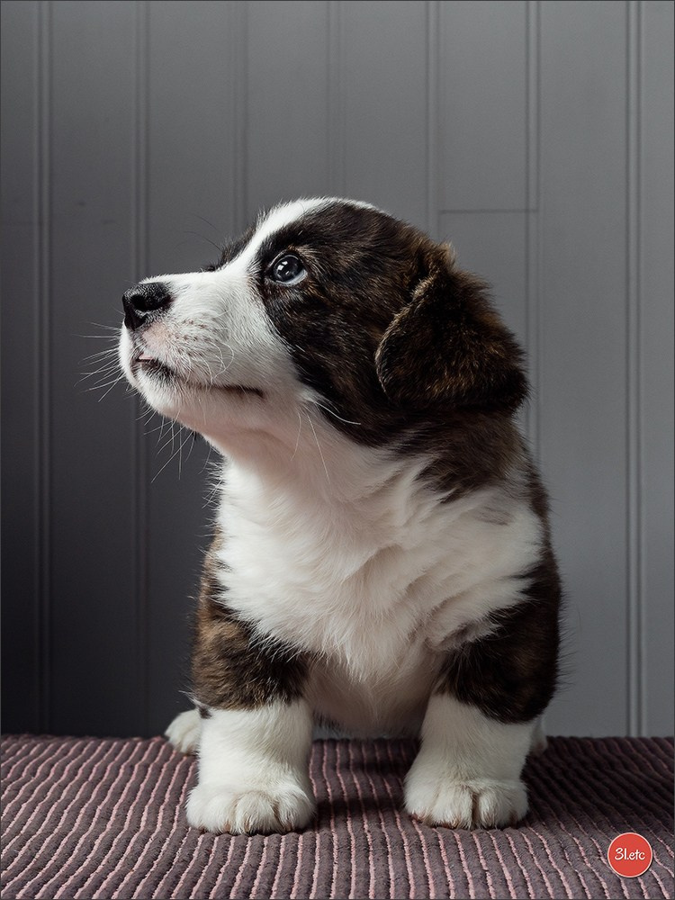 Photographie animalière. Photographe à Strasbourg | Portraits, Studio, Enfants, Événements