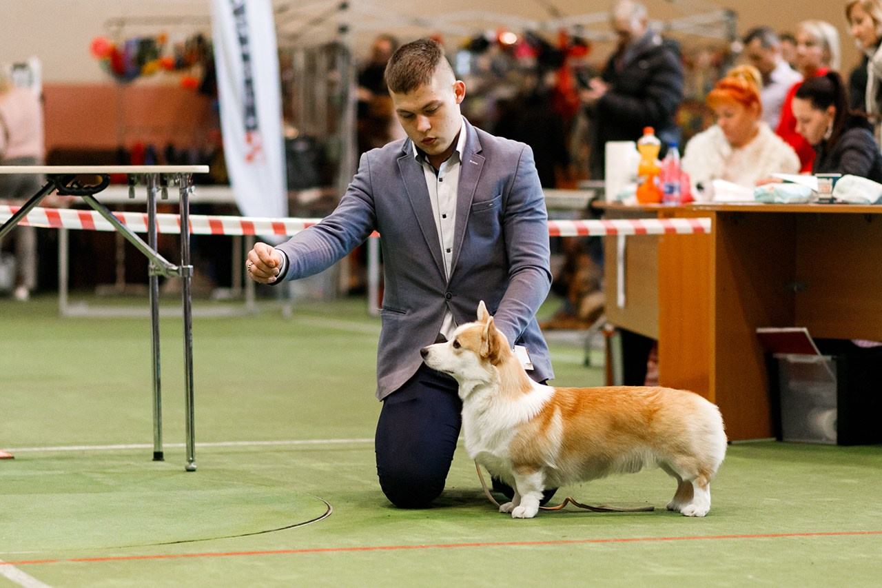 Grodno dog show. Kaja | fotograf we Wrocławiu | ludzie i psy