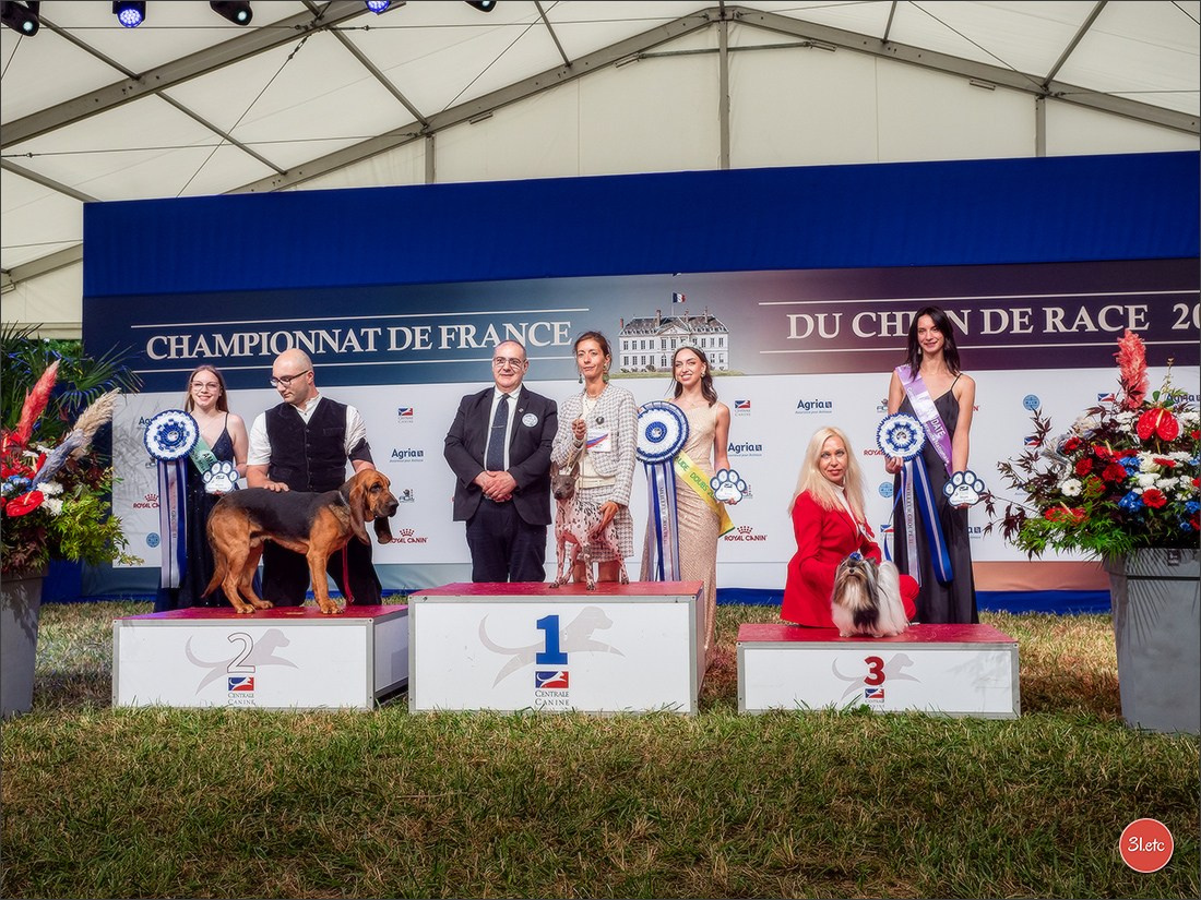 Championnat de France du chien de race  🇫🇷  DIJON (château de Brognon) 7-8/06/2025. Photographe à Strasbourg | Portraits, Studio, Enfants, Événements