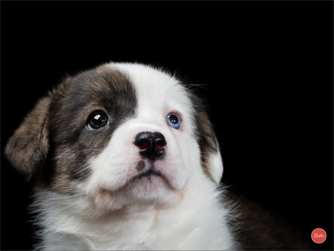 Photographie animalière. Photographe à Strasbourg | Portraits, Studio, Enfants, Événements