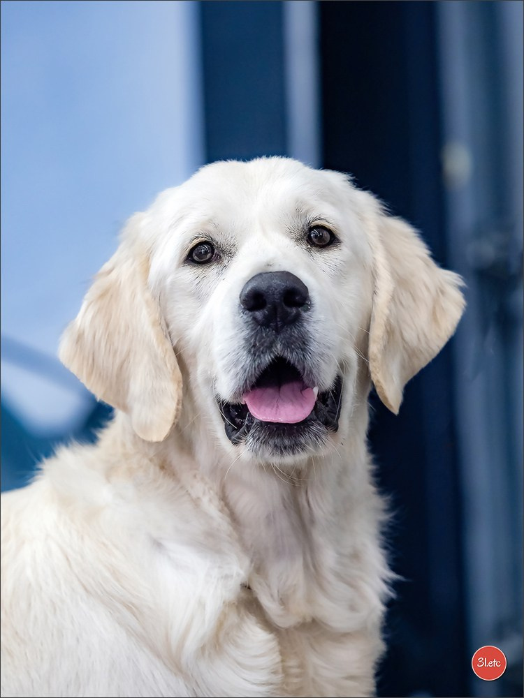 🇫🇷  Angers  🇫🇷  Expo canine  21-22/03/2026. Photographe à Strasbourg | Portraits, Studio, Enfants, Événements