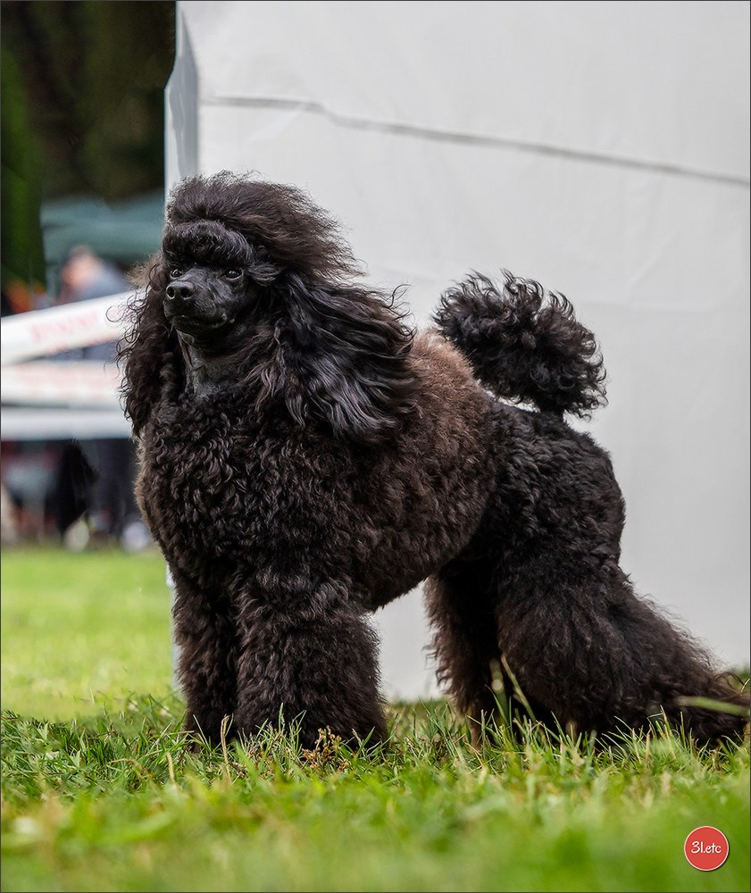 CHARTRES - SPOIR Dimanche 16 juin 2024  Exposition Canine Nationale. Photographe à Strasbourg | Portraits, Studio, Enfants, Événements