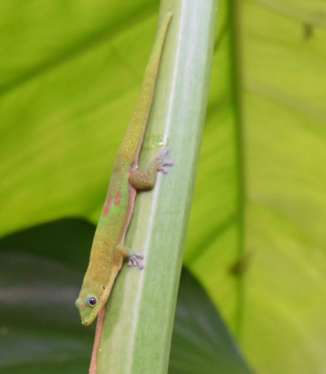 Lens Work From Field  1