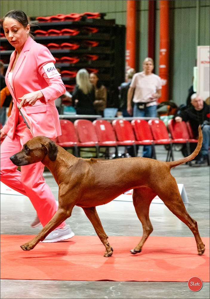Expo canine 🇫🇷 Martigues  19-20/04/2025. Photographe à Strasbourg | Portraits, Studio, Enfants, Événements