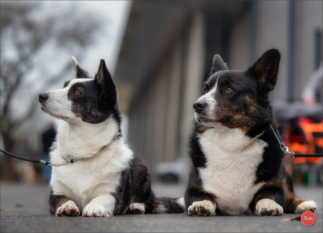 🇩🇪 Offenburg International Dogshow 15-16.03.25 🇩🇪. Photographe à Strasbourg | Portraits, Studio, Enfants, Événements