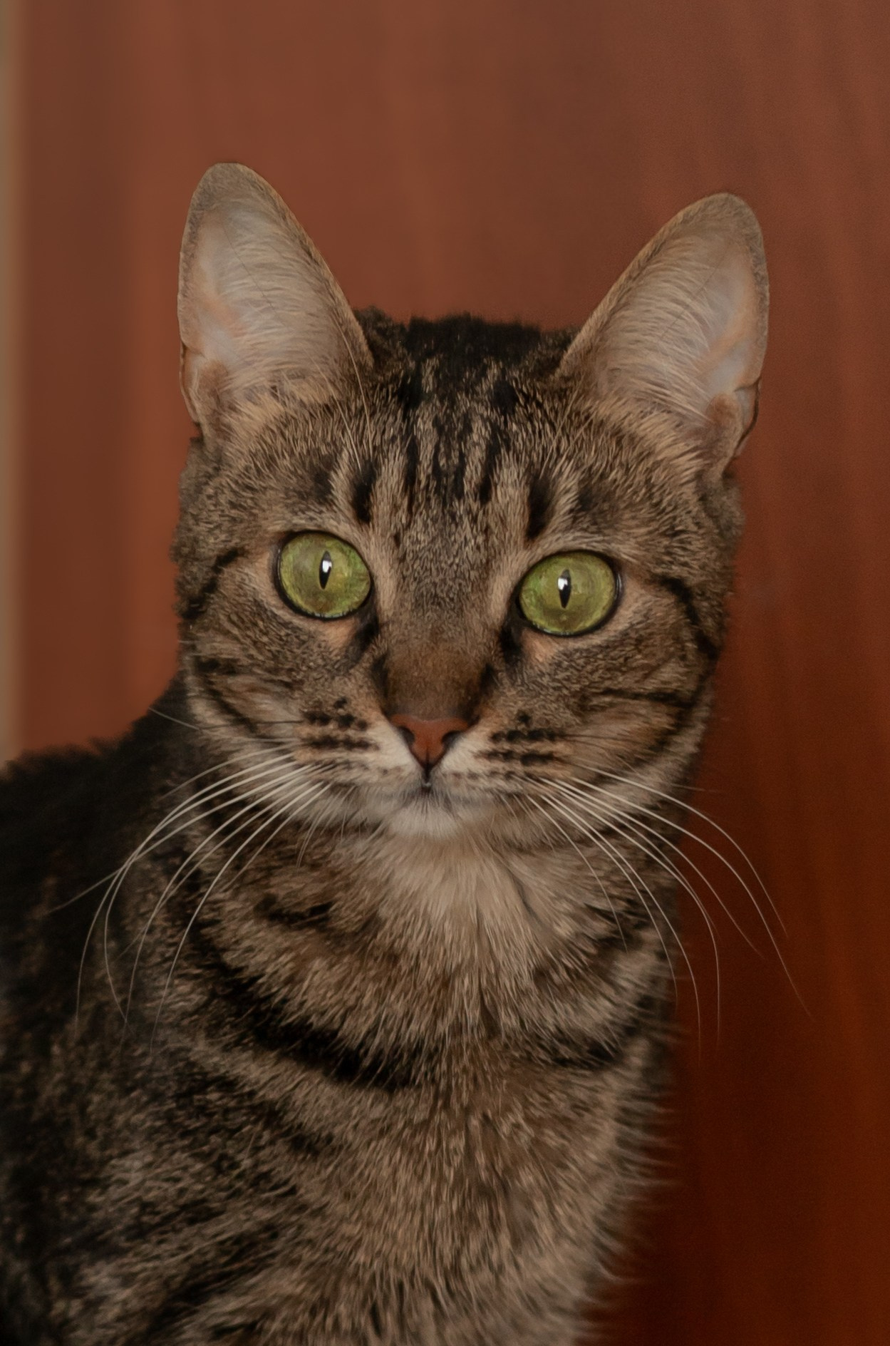 Настя, Долька и котейки. Фотограф-анималист | Белград