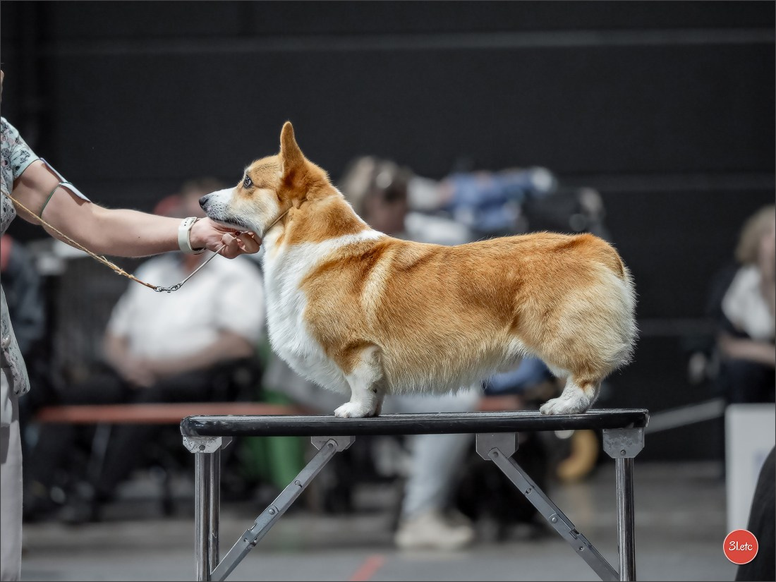 🇱🇺 LUXEMBOURG 🇱🇺 International Dog Show 🇱🇺 30/08 - 31/08/2025. Photographe à Strasbourg | Portraits, Studio, Enfants, Événements