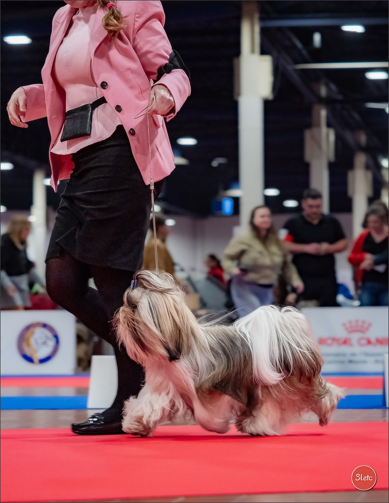🇫🇷  Angers  🇫🇷  Expo canine  21-22/03/2026. Photographe à Strasbourg | Portraits, Studio, Enfants, Événements