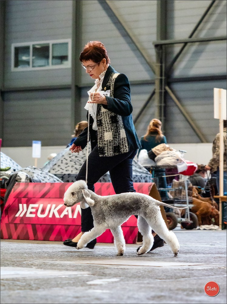 🇨🇭 Geneva Dog Show 15-17/11/2024. Photographe à Strasbourg | Portraits, Studio, Enfants, Événements