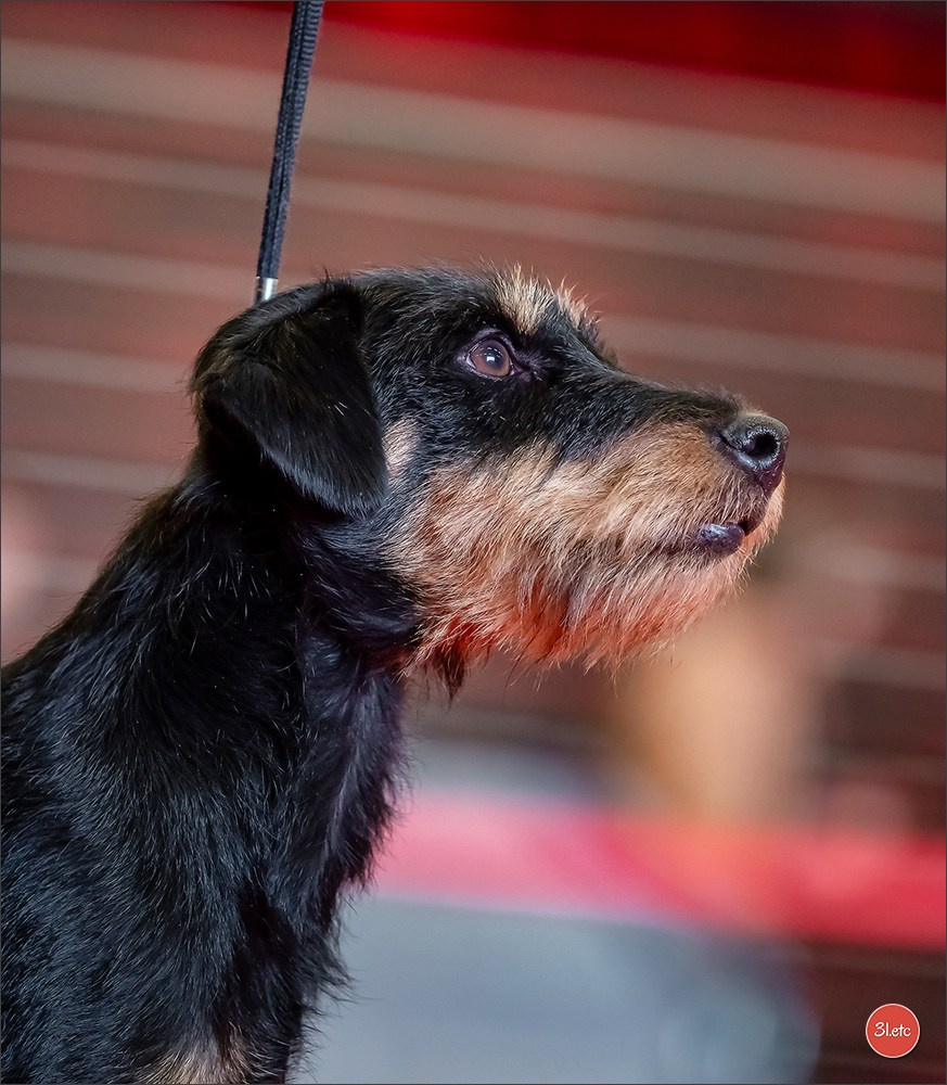 Exposition Canine à  Margny-lès-Compiègne 14-15/09/2024. Photographe à Strasbourg | Portraits, Studio, Enfants, Événements