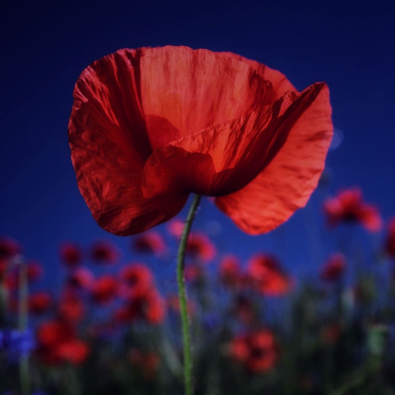 Natur und Stadt. Marina, Fotograf aus Nürnberg