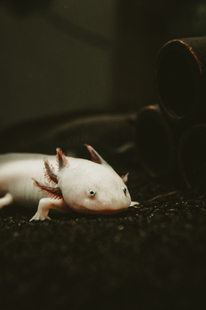 Животные. Марина фотограф из Нюрнберга