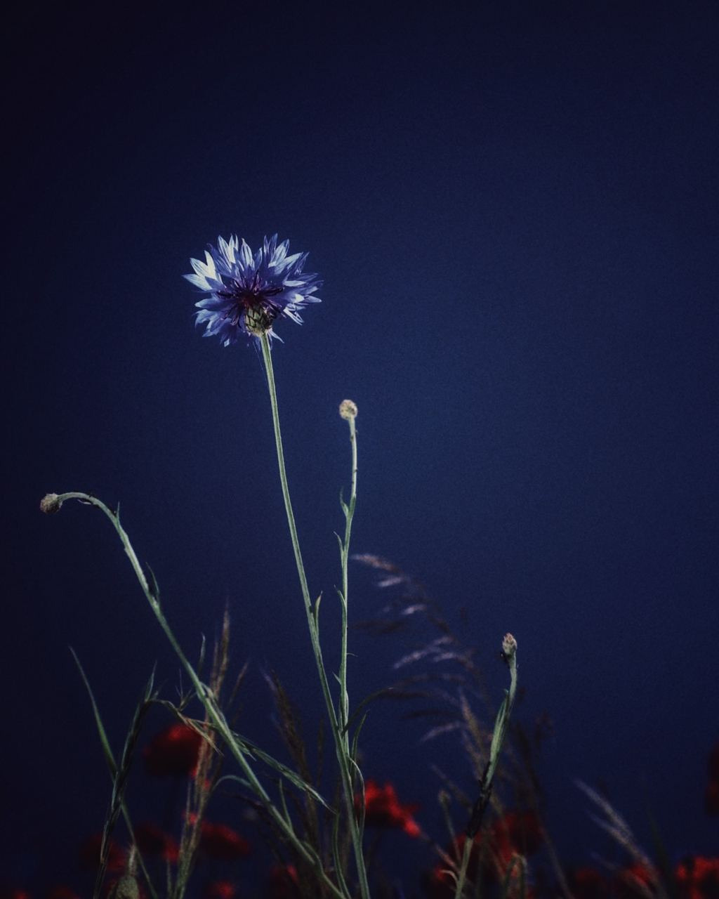 Natur und Stadt. Marina, Fotograf aus Nürnberg