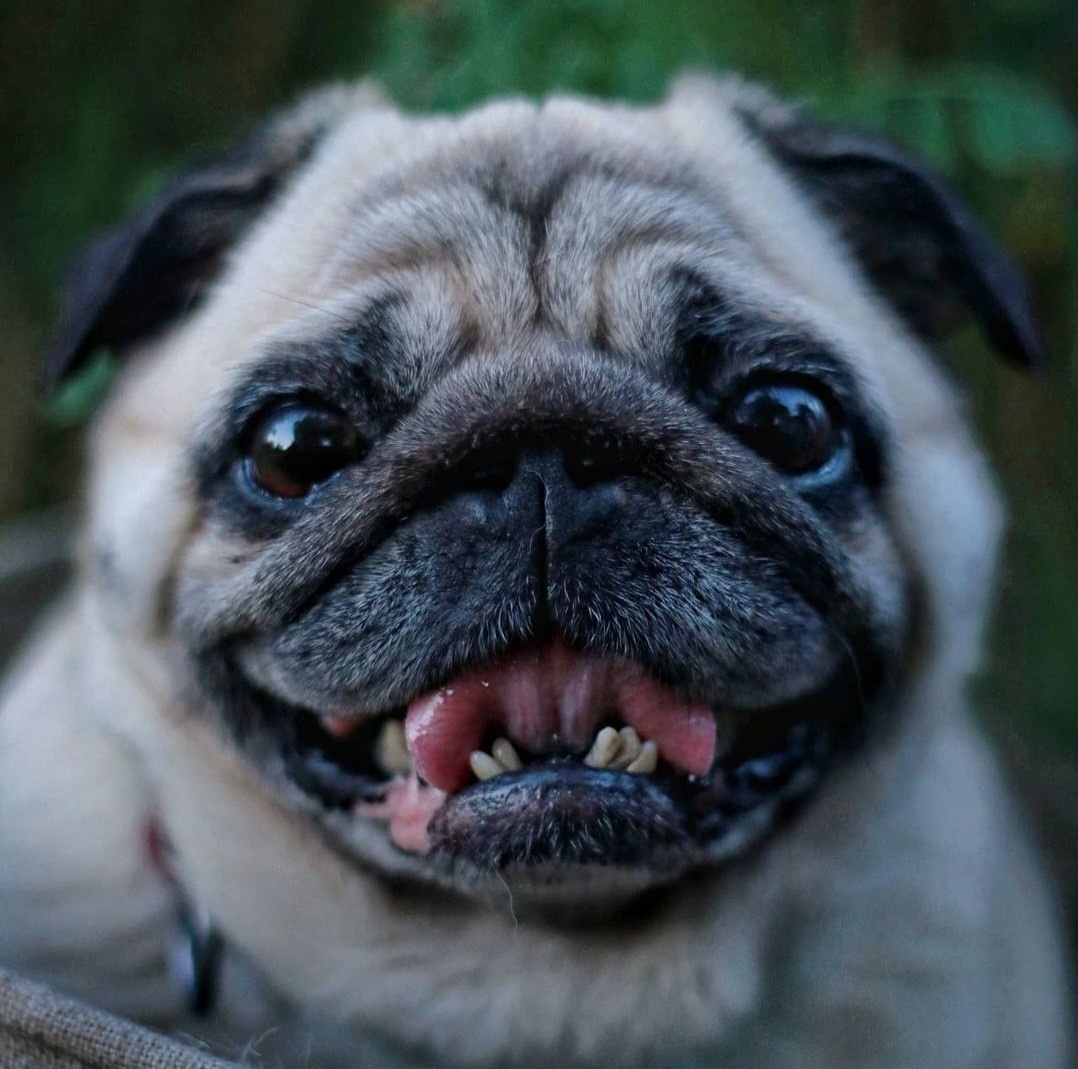 Животные. Марина фотограф из Нюрнберга