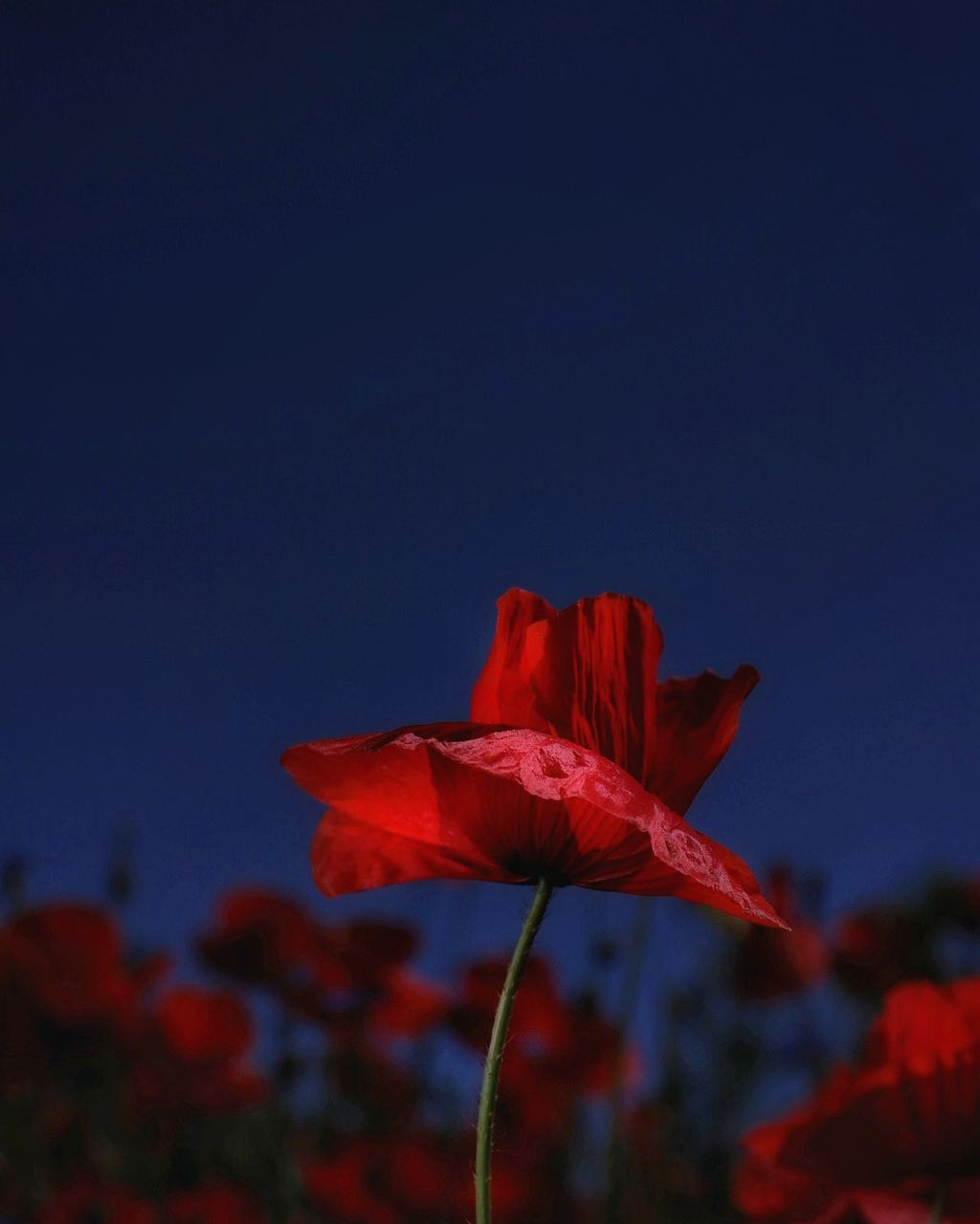 Natur und Stadt. Marina, Fotograf aus Nürnberg