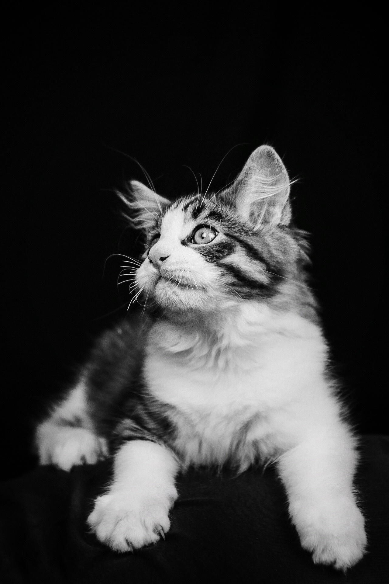 Животные. Марина фотограф из Нюрнберга