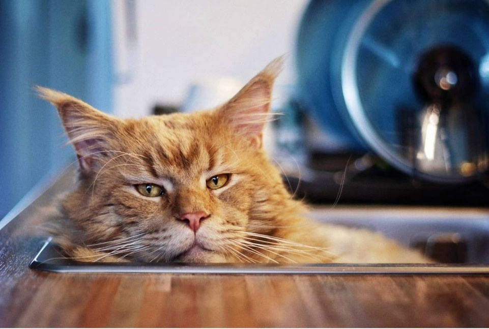 Животные. Марина фотограф из Нюрнберга