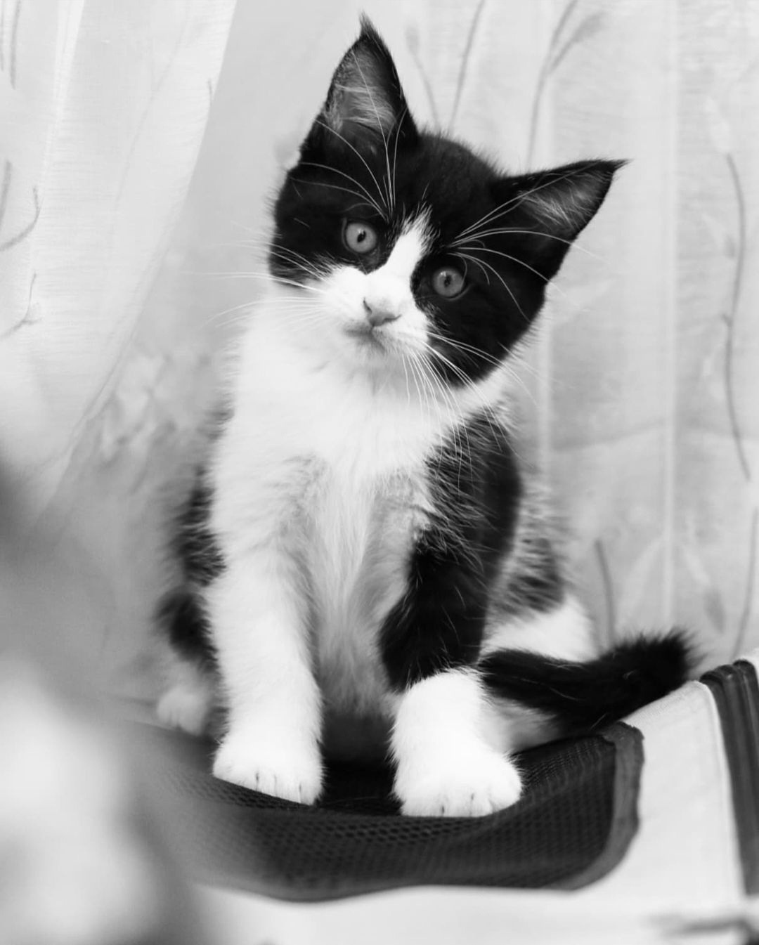 Животные. Марина фотограф из Нюрнберга