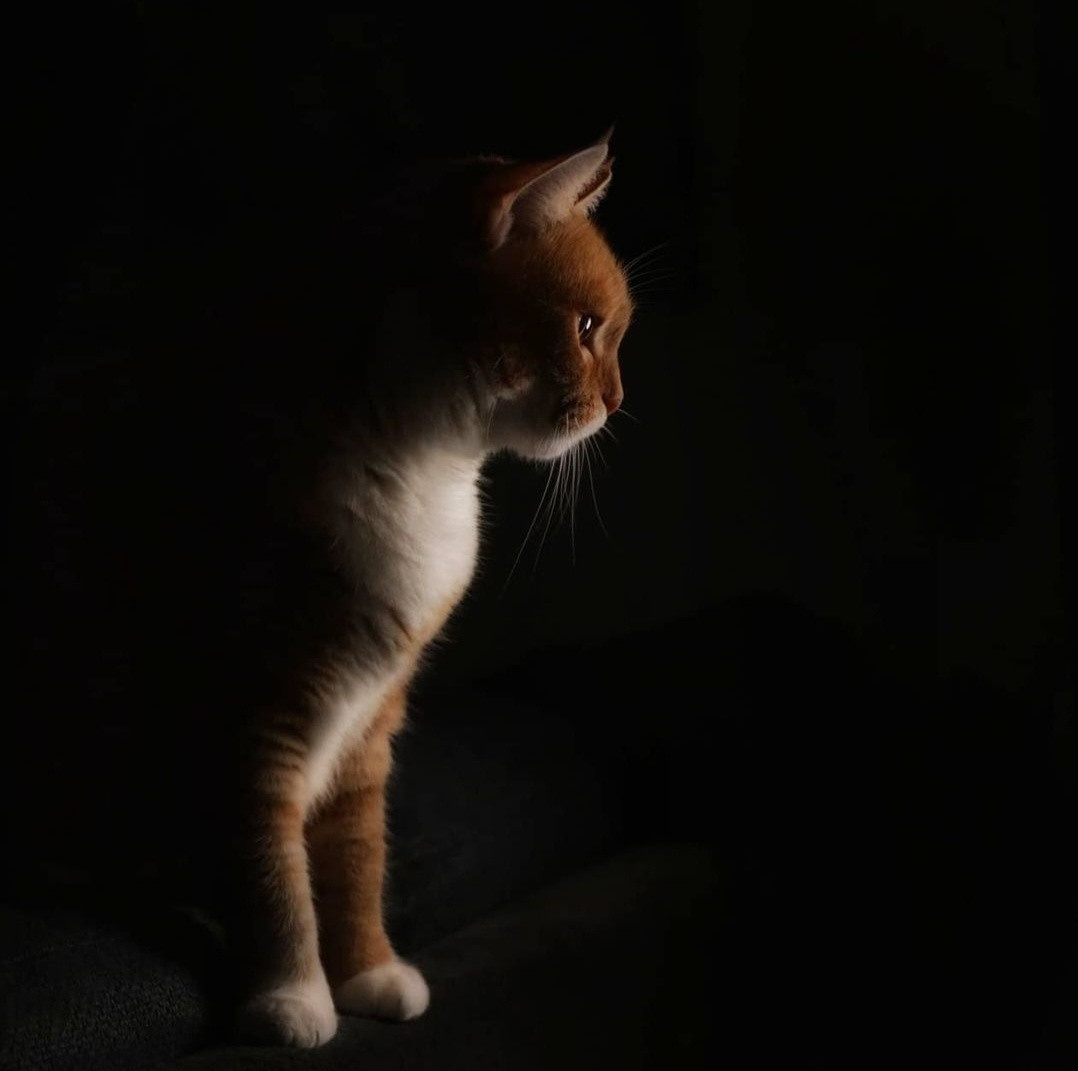 Животные. Марина фотограф из Нюрнберга